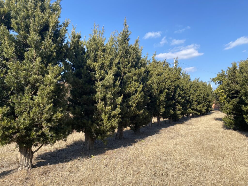 イヌマキ(荒木)